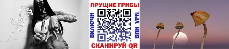 Псилоцибиновые грибы мицелий Александровск-Сахалинский